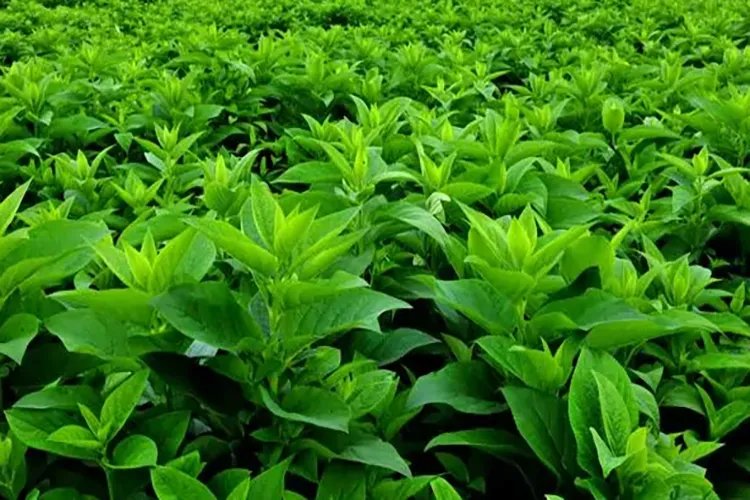 玄参图片大全高清