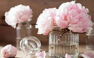 1995年属猪的人命运 解析95年属猪人的命运