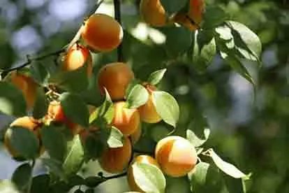 乌梅图片大全大图