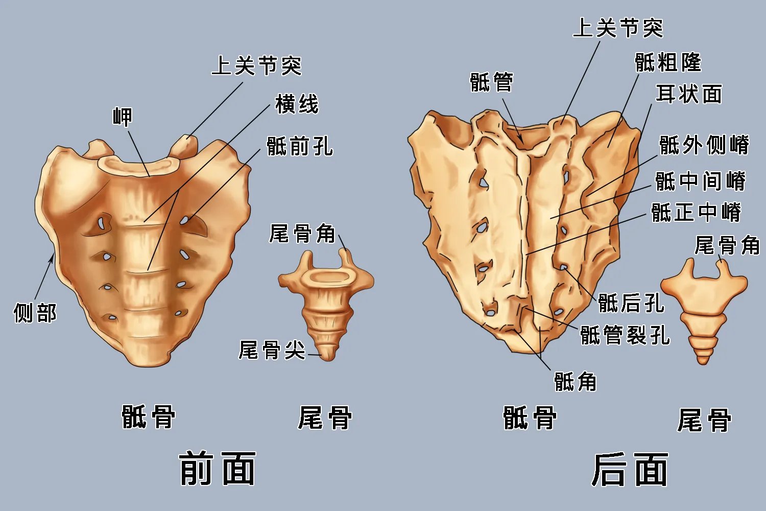 脊椎构造高清图解