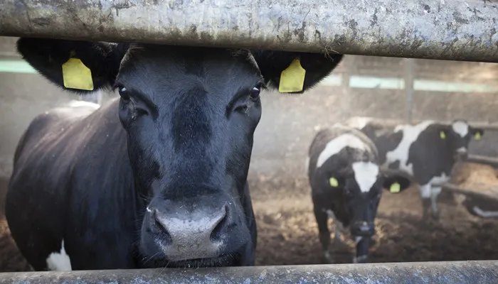 身陷囫囵什么意思 身陷囫囵的意思是什么