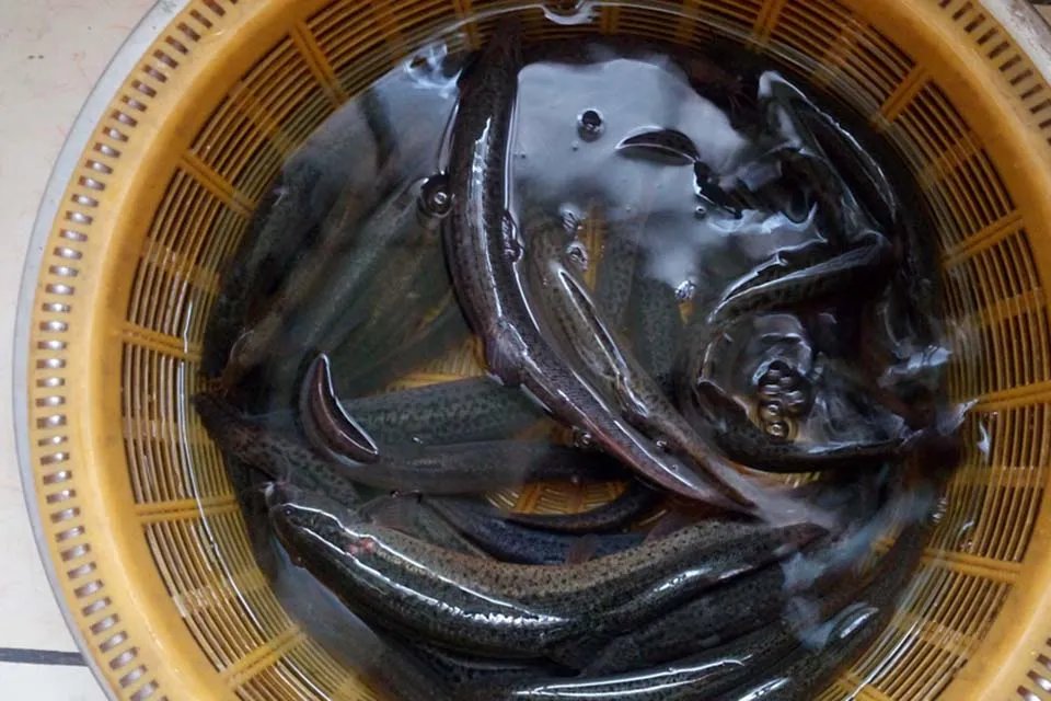 小泥鳅吃什么 泥鳅放清水里能长期养活吗