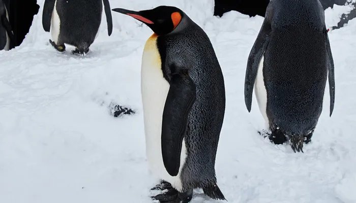 企鹅是哺乳动物吗