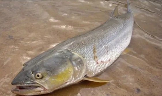 鱼的种类大全及名称 常见的鱼类有哪些