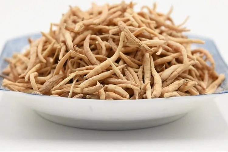 太子参长什么样子图片