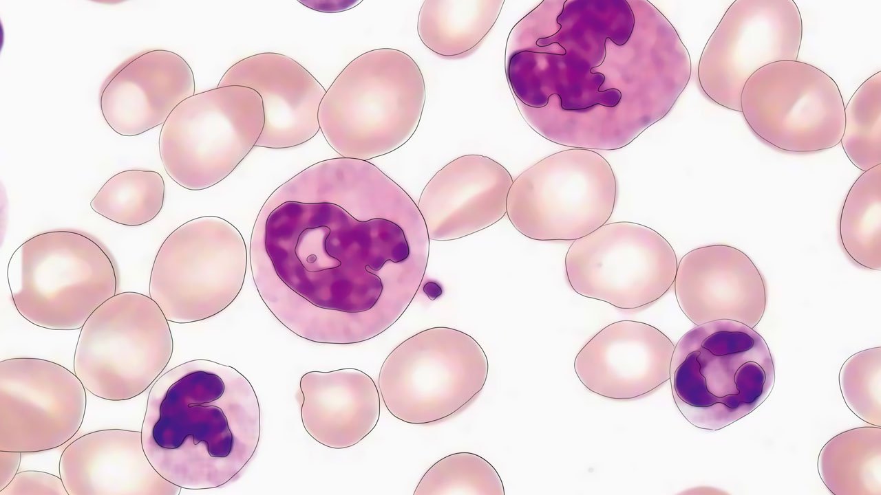 中性粒细胞比率