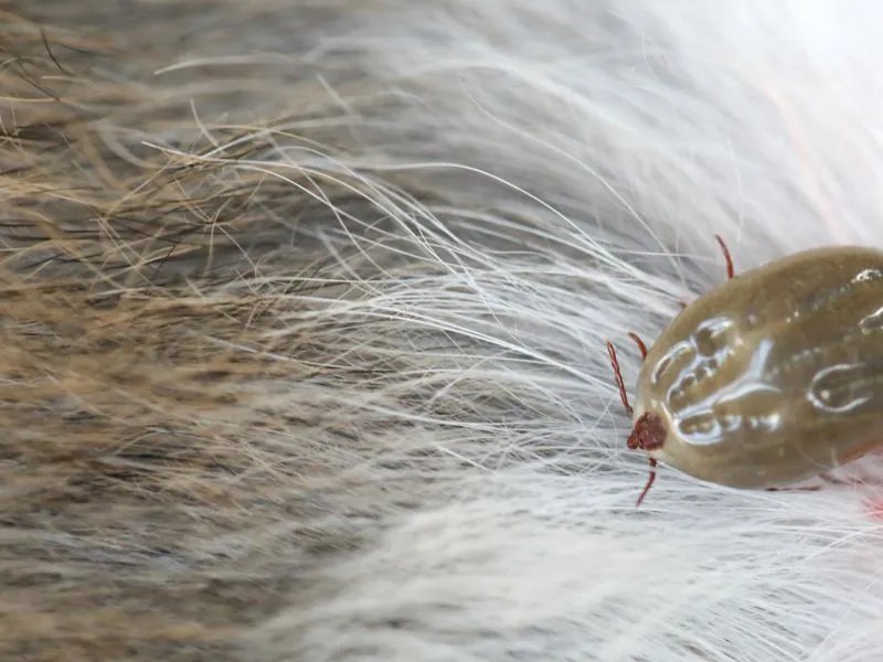 家里有跳蚤怎么办