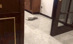 雪容融绝技是分头行动 悬空把式叹为观止的动态图