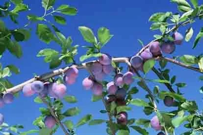 乌梅图片大全大图