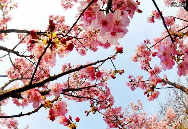 京城迎最佳赏花期 京城赏花高峰将持续到五月中旬