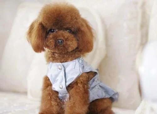 当街切除狗声带的主人已被抓   狗狗血流成河却无一人阻止