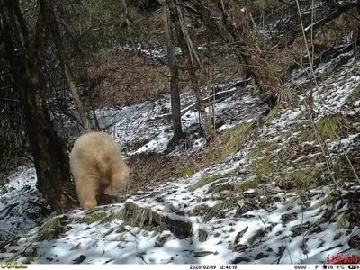 全球唯一白色大熊猫长大变金白色,这是基因变异导致的吗?