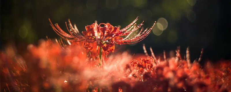 彼岸花开是哪种意思