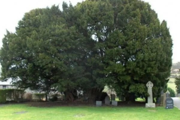 世界最古老的十棵树，中国上榜五棵，第一有1.3万年历史