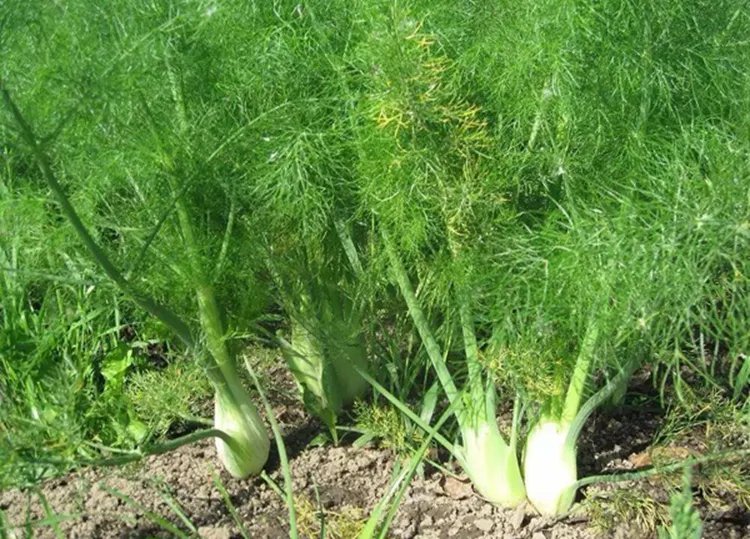 茴香苗的功效与作用