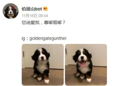 尊嘟假嘟啥意思 尊嘟假嘟梗意思介绍