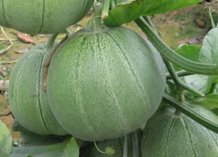 甜瓜的功效与作用