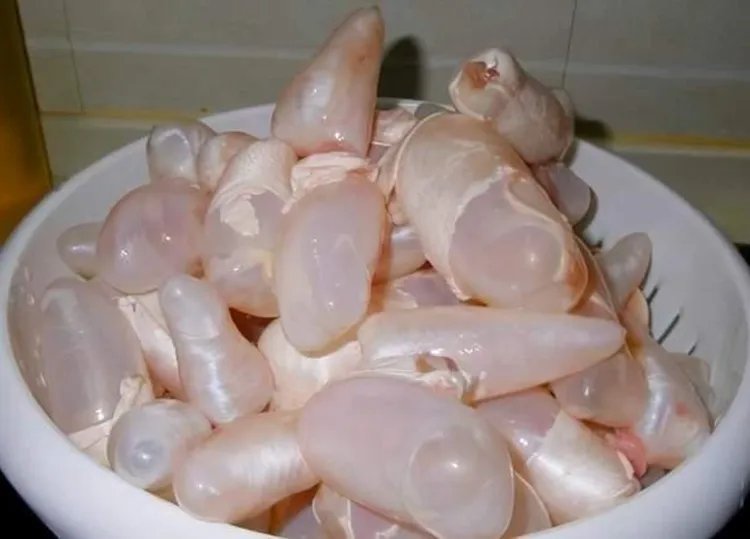 鱼鳔的功效与作用