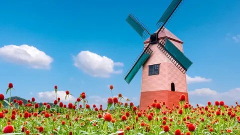 千日红的功效与作用