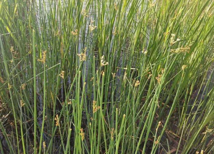 灯心草的功效与作用