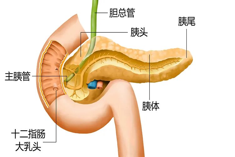 胰腺部位图片大全