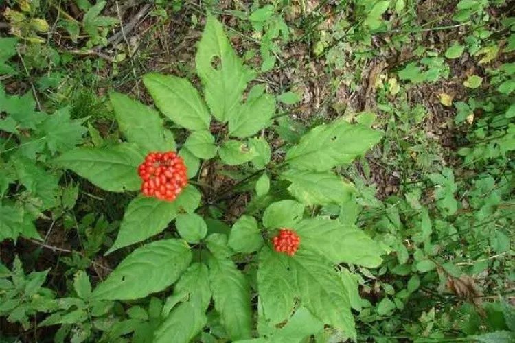 真正野生人参图片