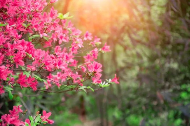 杏月是几月 被称为杏月的是什么月份