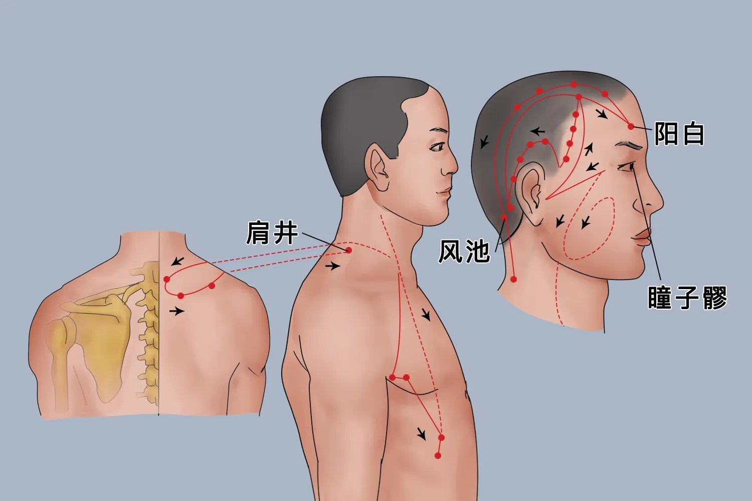 眉毛里的肝胆经络图