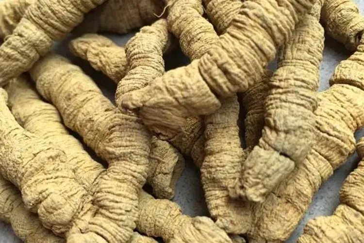 中药巴戟天图片