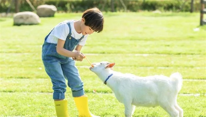 电子羊是什么意思 电子羊是什么