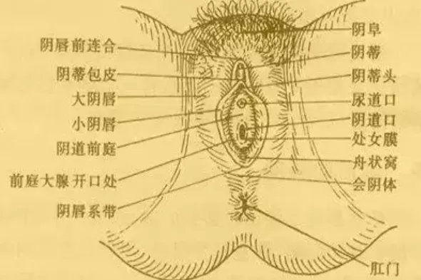 大阴唇小阴唇内脏图