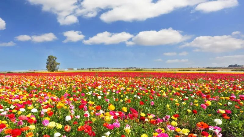 栀子花的功效与作用