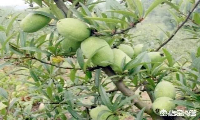 投我以木瓜的木瓜是什么