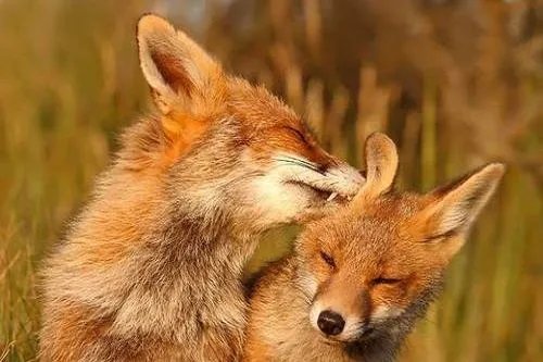 为什么动物夫妻没有感情不合的现象发生,而人却有?