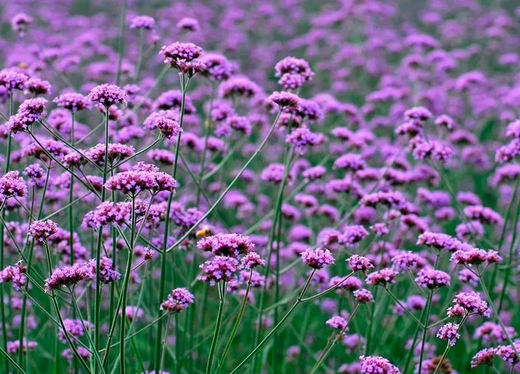 马鞭草的功效与作用