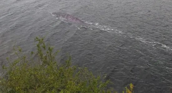 尼斯湖水怪图片真面目吓死人 水怪之谜的真相真的存在吗