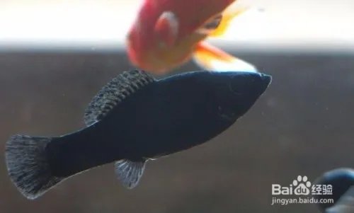 ​黑玛丽鱼的特性是什么 如何饲养