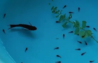 ​黑玛丽鱼的特性是什么 如何饲养