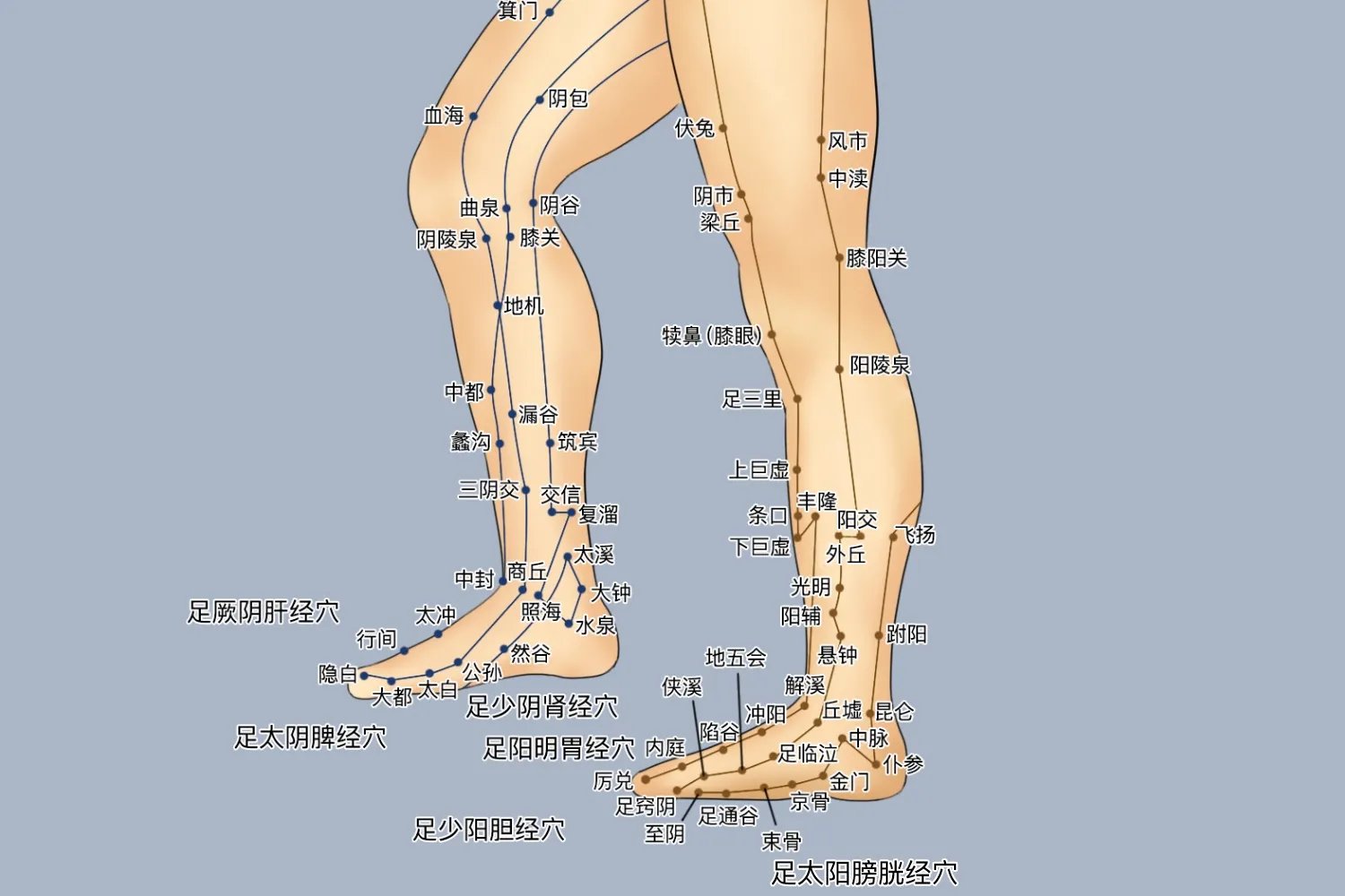 人体脚上的经络图