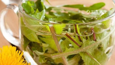 浦公英泡水有什么好处