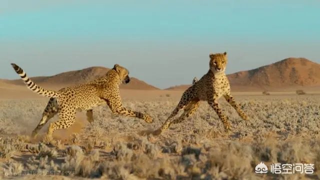 BBC新出的纪录片《大猫》能否超越高口碑《蓝色星球2》?