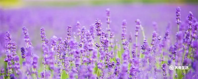 蓝桉的花语是什么