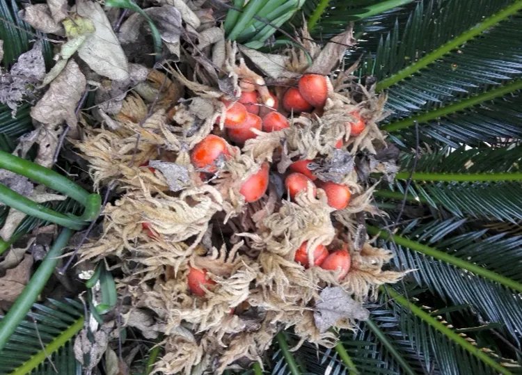 铁树果的功效与作用