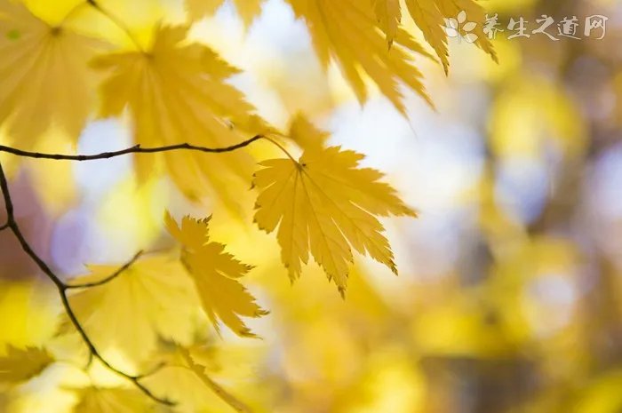 应该怎样学习瑜伽？