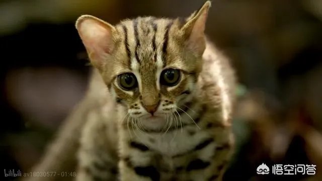 BBC新出的纪录片《大猫》能否超越高口碑《蓝色星球2》?