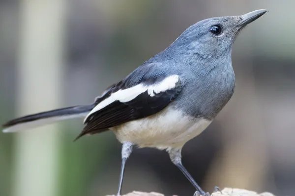 楣婇覆:鍠滄鍦ㄥ帟鎵€鏃佽椋�/鍙０鍠冲柍(琚О鐚勃娓�)