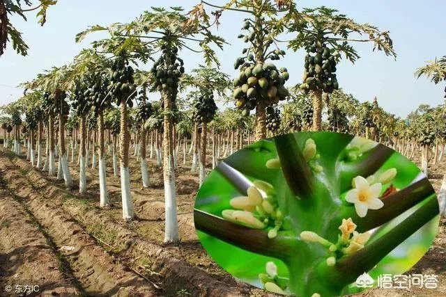 投我以木瓜的木瓜是什么