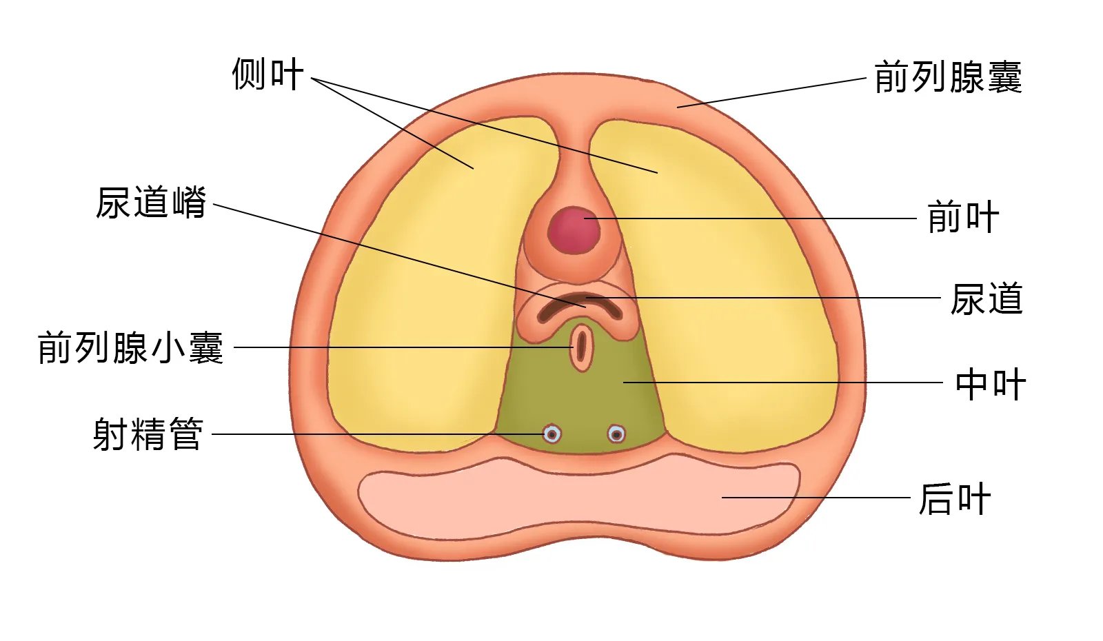 前列腺的位置正面图