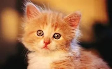 属蛇今年多少岁 属蛇的多大