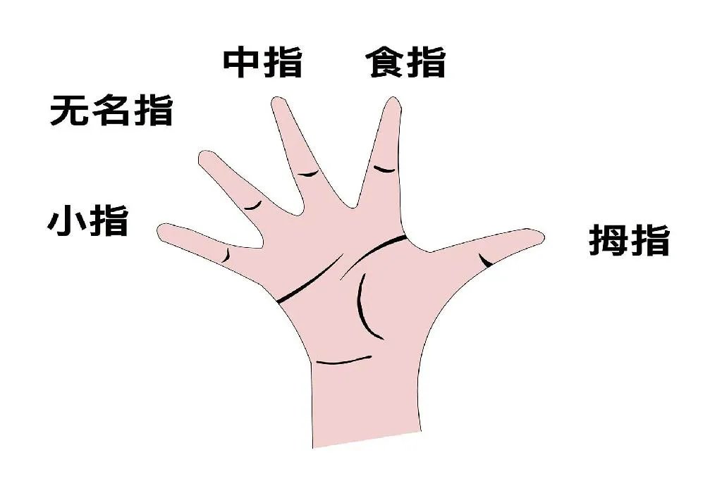 手指名称示意图